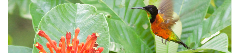 Hummingbird flying to a flower