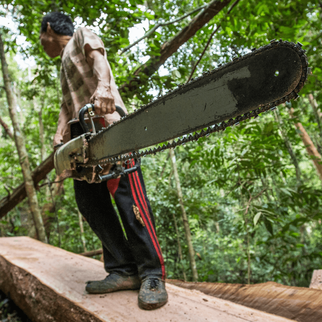 Illegal logging activity using a chainsaw