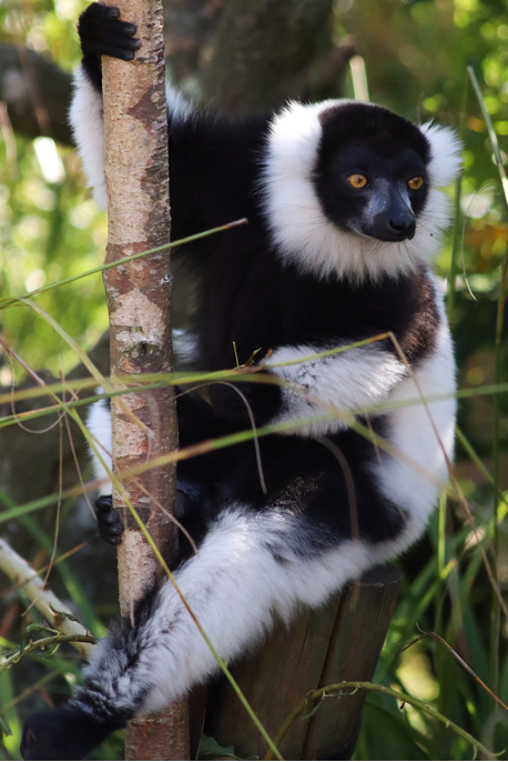 Black and white ruffed lemur