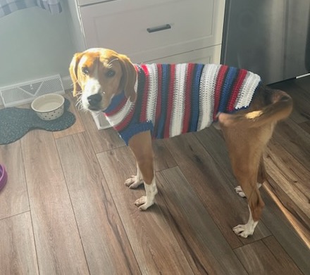 Bernat clearance pet sweater