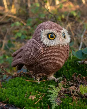 Minerva the little Owl