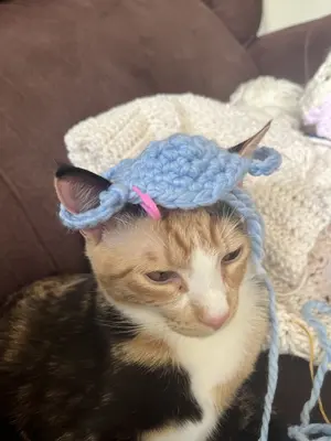 Pet Base Hat