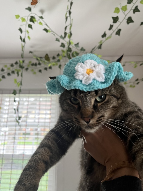 Daisy Cat Hat: Crochet pattern