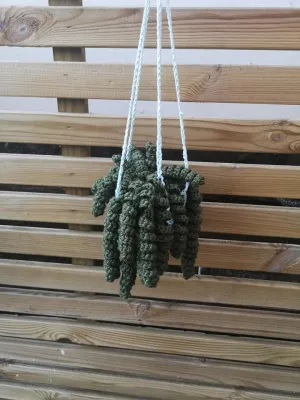 Trail of spirals hanging plant/vines with a holder