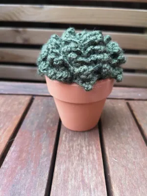 Green Prince succulent pot plant