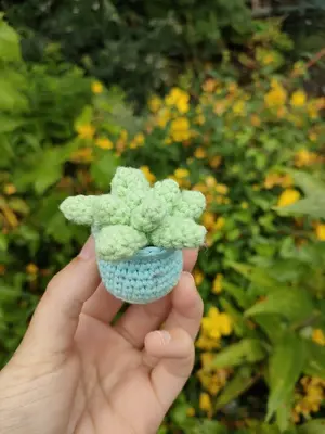 Little succulent