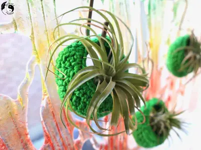 Air Plant Pods