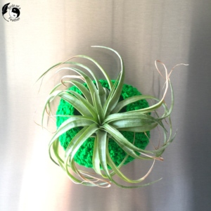 Air Plant Pods