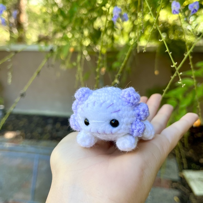 baby axolotl