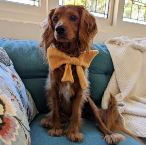 Paw-ty Bow(tie)