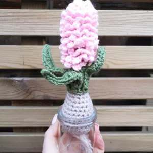 Hyacinth bulb plant