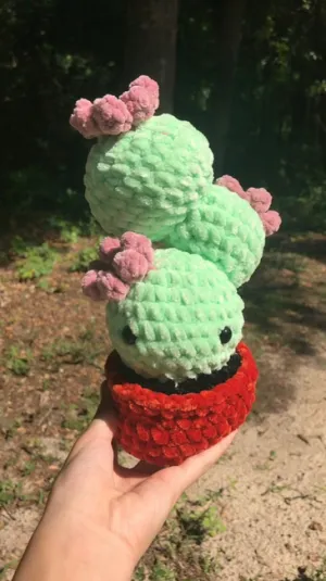 Cactus