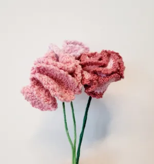 Carnations