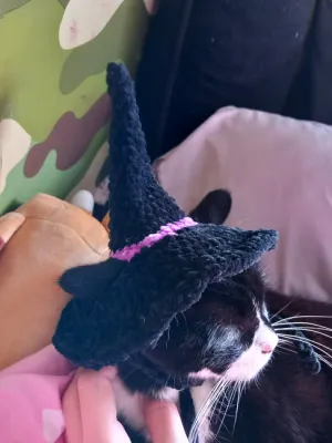 Witch hat for cats