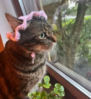 Cat hat