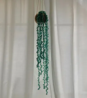 Hanging plant