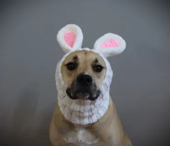 Bunny Dog Snood Dog Costume