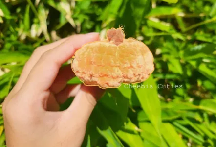 Mini Pumpkin