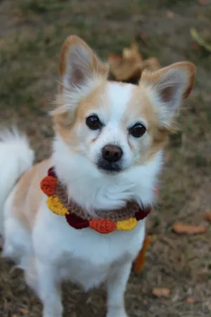 gobble gobble turkey collar