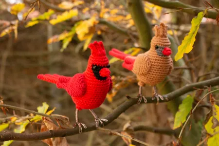 Northern Cardinal