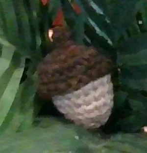 Cute Acorn