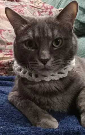 Cute cat collar