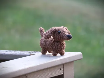 Mini Dachshund Dog