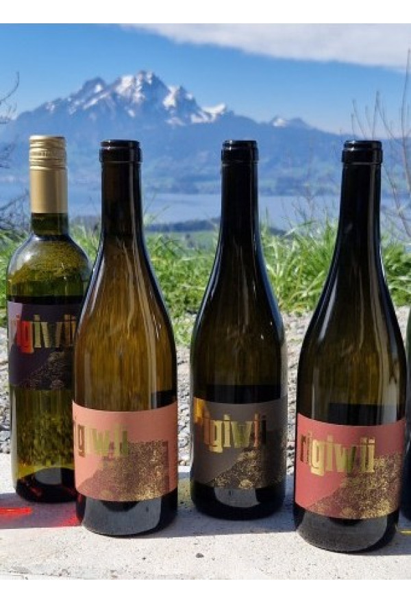 Erfolgreicher Weinbau in der Rigi-Steillage (Rigi-Wein aus Weggis)