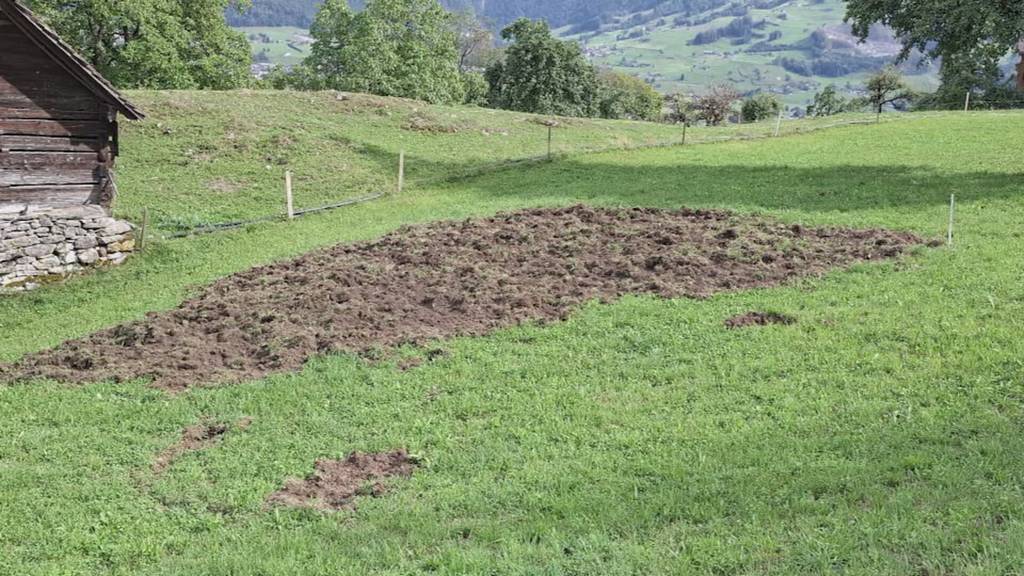 Wildschweine wüten am Urmiberg bei Rigi – Bestandskontrolle geplant