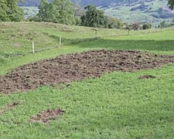 Wildschweine wüten am Urmiberg bei Rigi – Bestandskontrolle geplant