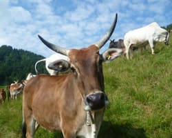 1. August-Brunch: Zebuhof