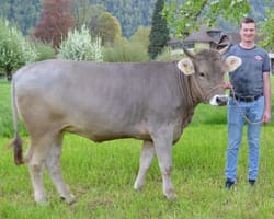 Rigi-Schwinget 2026: ¿Ganará Fabian Staudenmann?