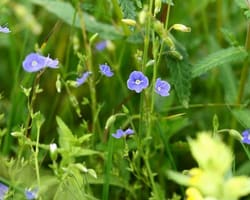 Kräuterwanderung auf der Rigi – botanische Entdeckungen am Südhang