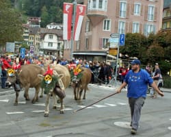 Traditionelle Viehausstellung und Herbstmarkt Weggis