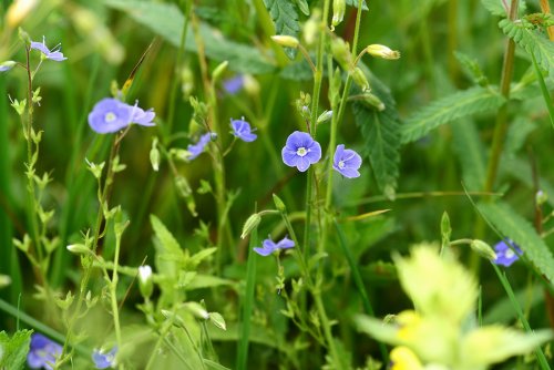 Kräuterwanderung auf der Rigi – botanische Entdeckungen am Südhang