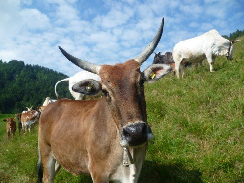 1. August-Brunch: Zebuhof
