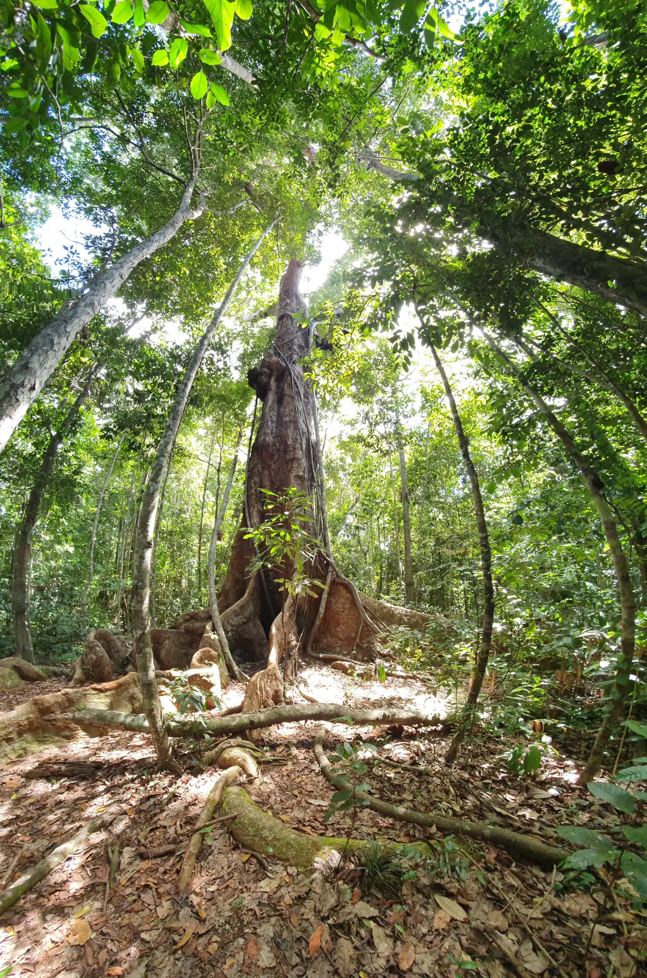 Trilha do Visgueiro