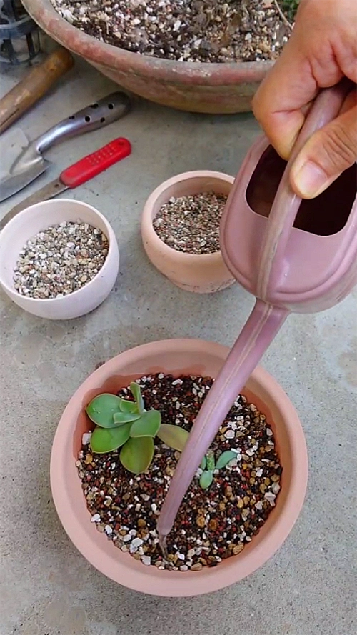 澆水