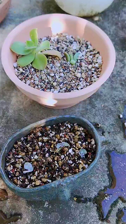 等水滲透流出來，將盆移到有風有陽光的室外陽台，等待根部穩固開始長葉