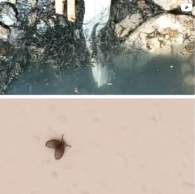 Riool ontstopper - afvoerontstopper - gootsteenontstopper