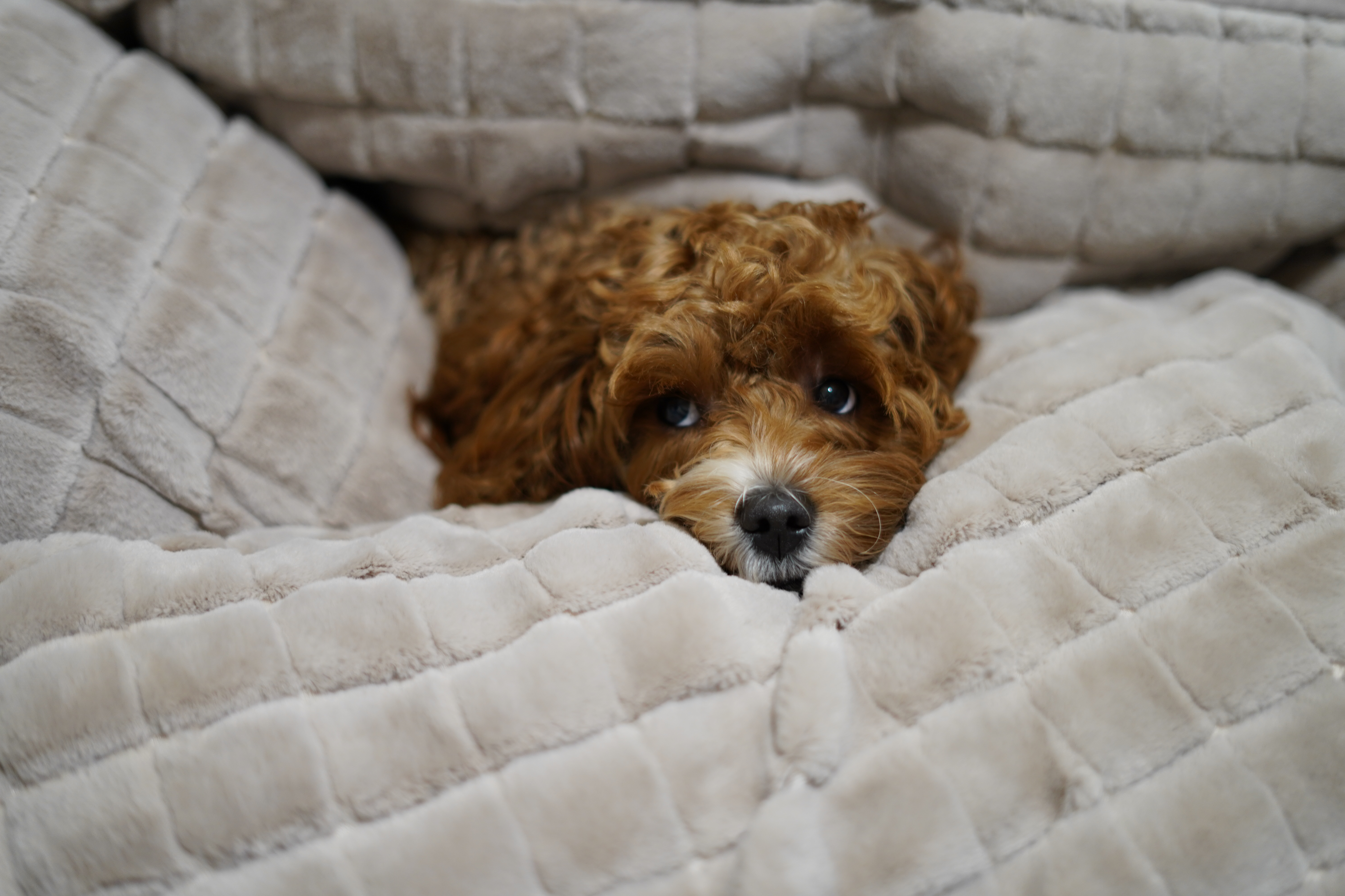 Napping