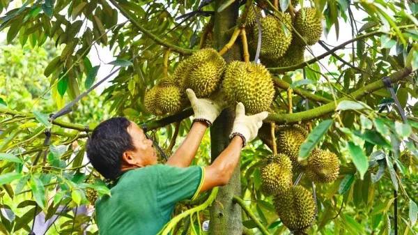 វៀតណាម មាន គោលដៅ ទទួល បាន ប្រាក់ ចំណូល ៣,៥ ពាន់ លាន ដុល្លារ ពី ការ នាំ ចេញ ទុរេន ក្នុង ឆ្នាំ ២០២៤