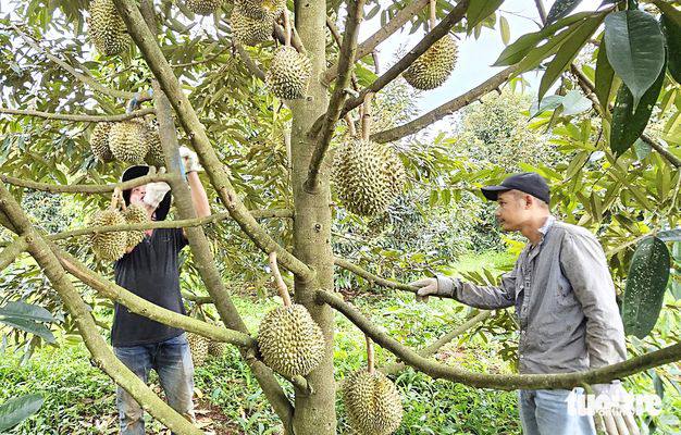 តម្លៃ ទុរេន របស់ ប្រទេស វៀតណាម ឡើង ថ្លៃ យ៉ាង ខ្លាំង ខណៈ តម្រូវការ របស់ ចិន ក៏មានការកើន ឡើង