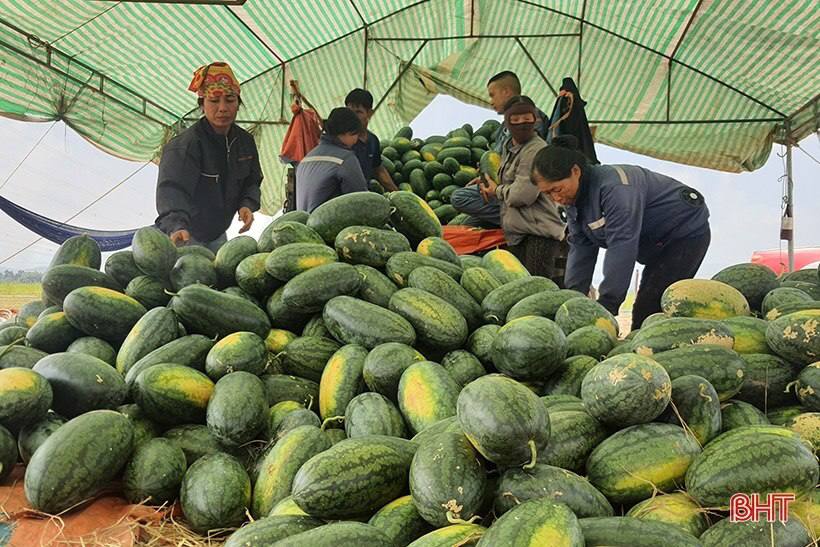 ចិន ផ្តល់ ភ្លើង ខៀវ ឱ្យ នាំចូល ផ្លែ ឪឡឹក ពី ប្រទេសវៀតណាម