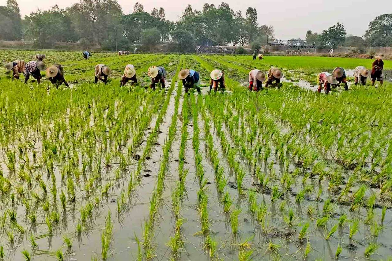 មីយ៉ាន់ម៉ាគ្រោងដាំដុះស្រូវវស្សាចំនួន ១៥ លានហិកតាក្នុងឆ្នាំសារពើពន្ធ ២០២៤-២០២៥