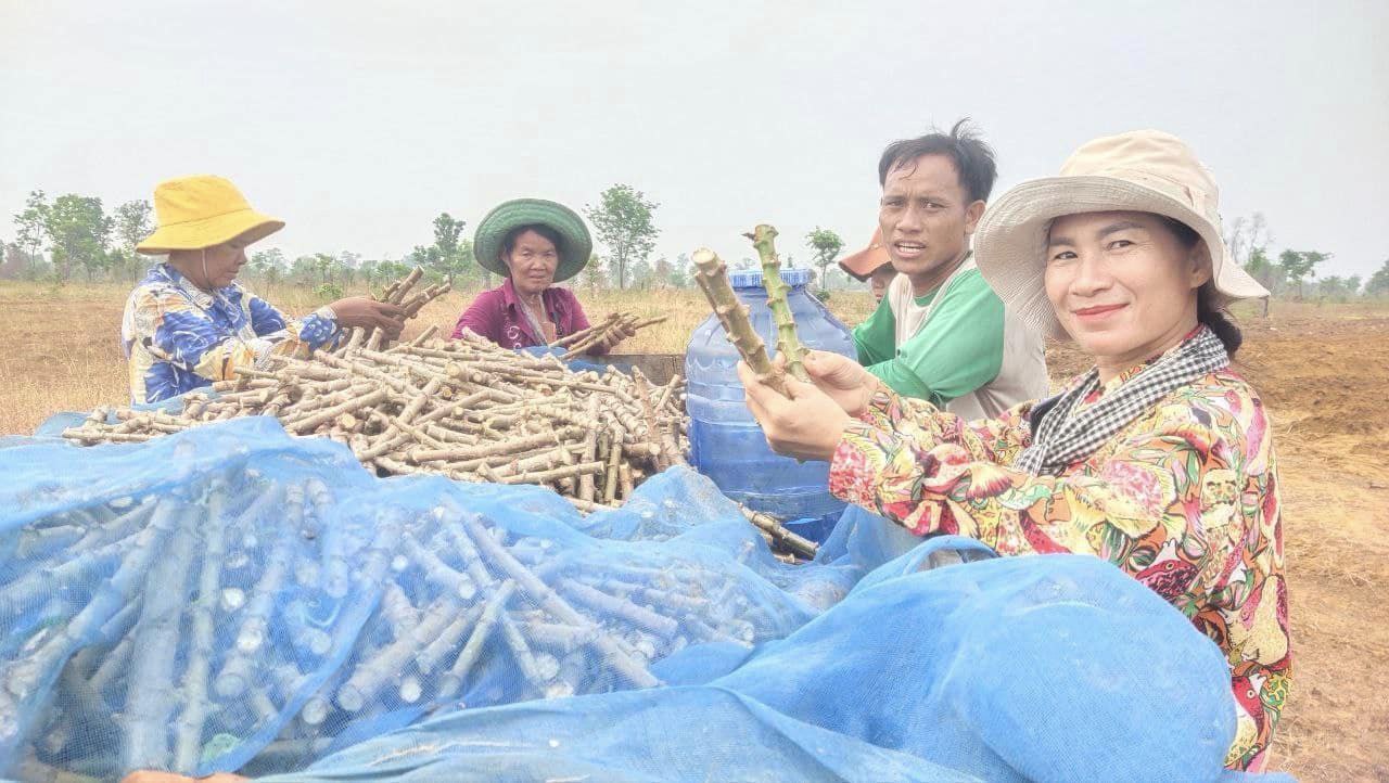 មន្ទីរកសិកម្មខេត្តឧត្តរមានជ័យ ជំរុញកសិករឱ្យដាំដំណាំស្រូវ និងដំឡូងមីលើផ្ទៃដីតែមួយ ក្នុងមួយឆ្នាំបាន២ដង