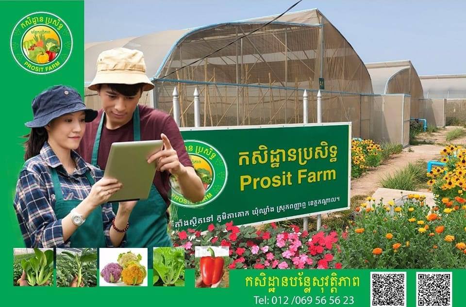 ម្ចាស់កសិដ្ឋានប្រសិទ្ធ«Prosit Farm » អំពាវនាវដល់ម្ចាស់កសិដ្ឋានផ្សេងៗនៅក្នុងតំបន់ នាំគ្នាចូលរួម អនុវត្តកសិកម្មល្អ GAP ដើម្បីធានាសុខភាពដល់អ្នកបរិភោគ