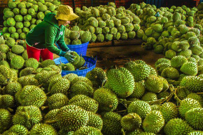 វៀតណាមបាននាំចេញទុរេនជិត ៣២% ទៅកាន់ប្រទេសប្រទេសចិន