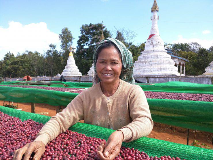 មីយ៉ាន់ម៉ា នឹងពង្រីកចម្ការកាហ្វេទូទាំងប្រទេស