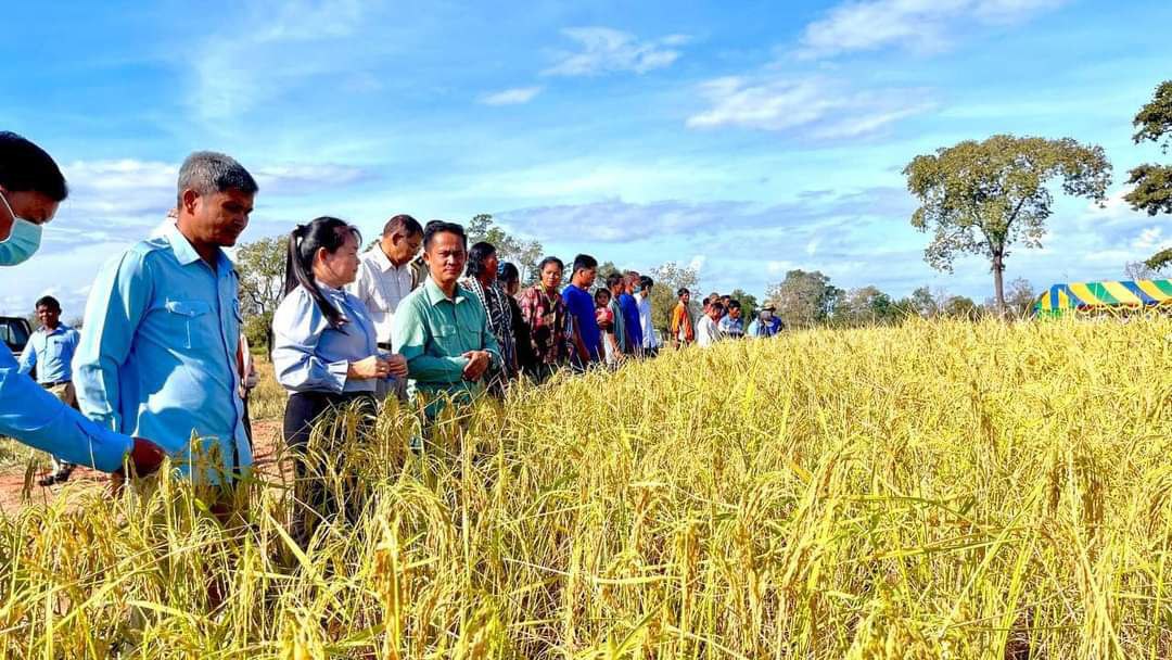 ដំណាំ៥ប្រភេទកំពុងមានសក្តានុពលខ្លាំងនៅក្នុងខេត្តឧត្តរមានជ័យ